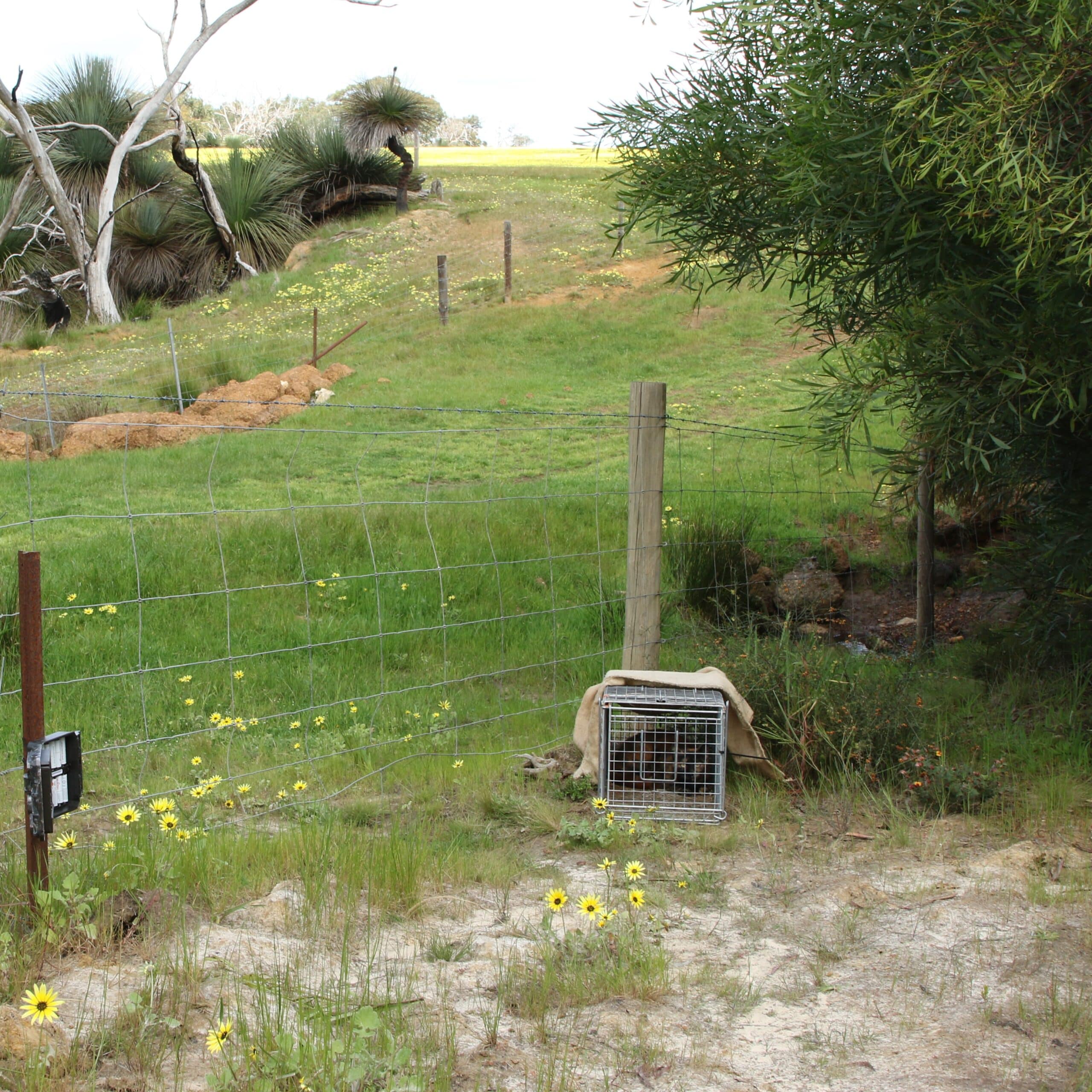 Traps should be strategically placed in areas frequented by cats are such as fence lines, beside tracks, areas of high food resources, interesting landscape features.: Photo CISS