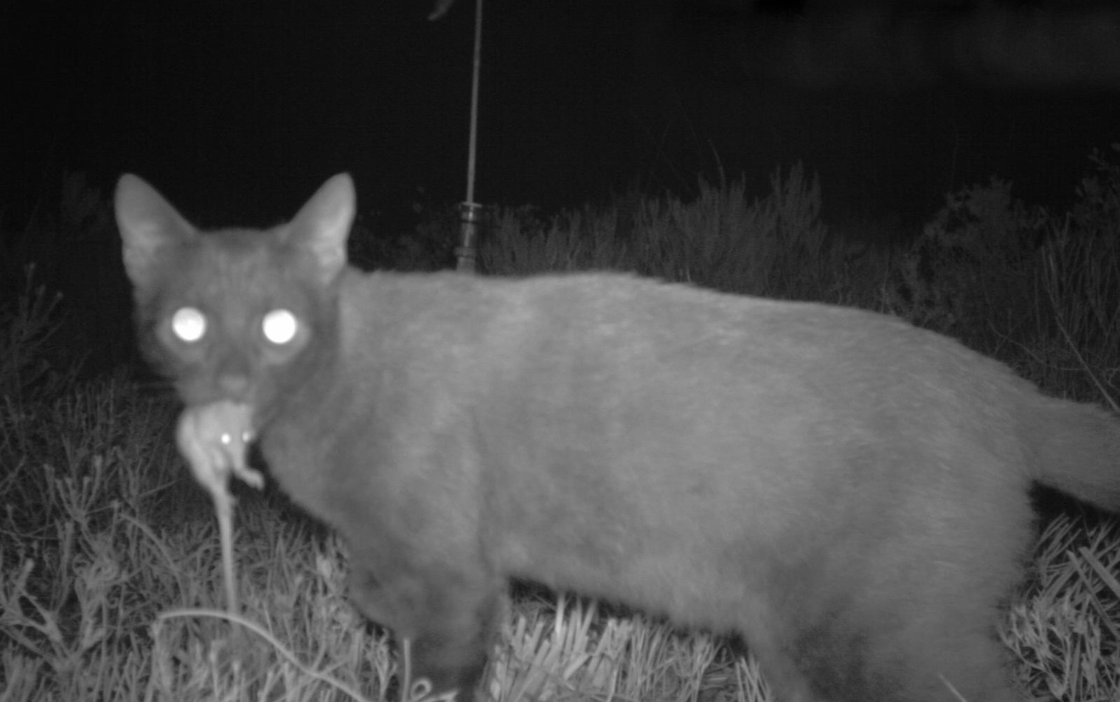 AI recognises a feral cat when it walks in front of the Felixer. Photo: Jeff Pinder