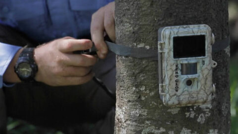 European red foxes | National Feral Cat and Fox Management Coordination