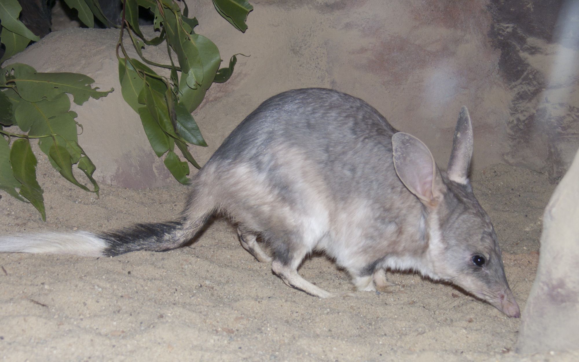 Trapping allows for live capture of feral cats to check for microchips or to put GPS collars on. Photo: Judy Dunlop