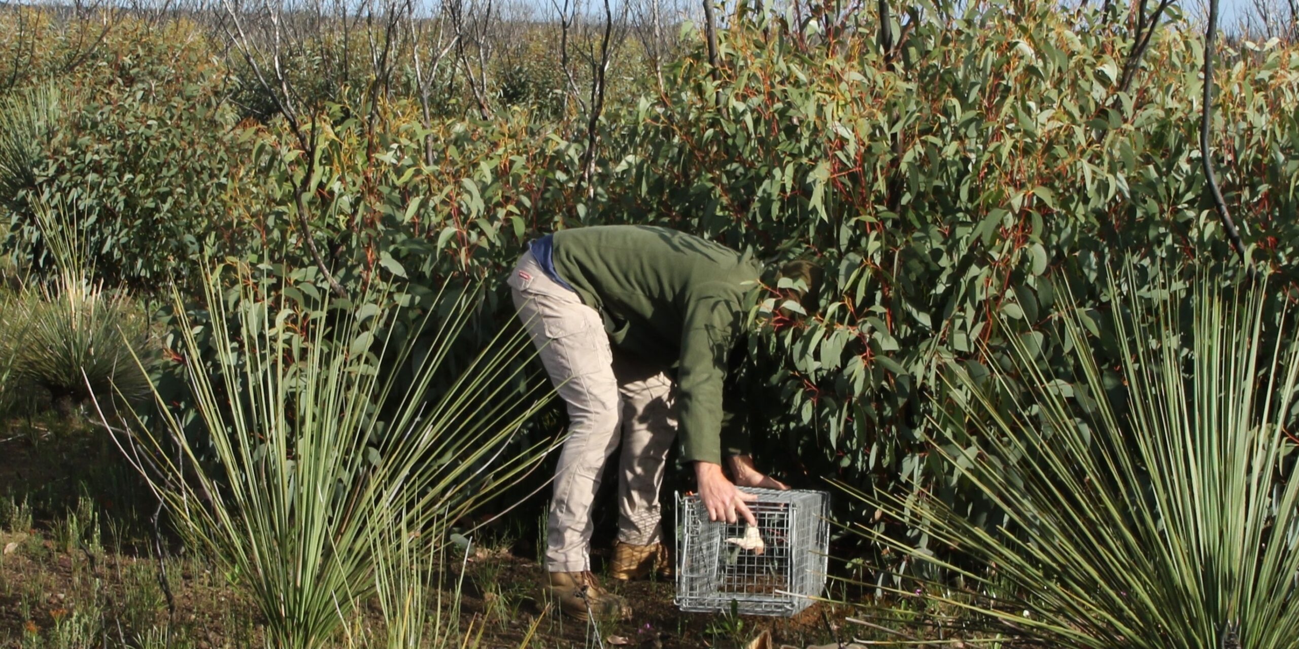 National Landcare Network Logo