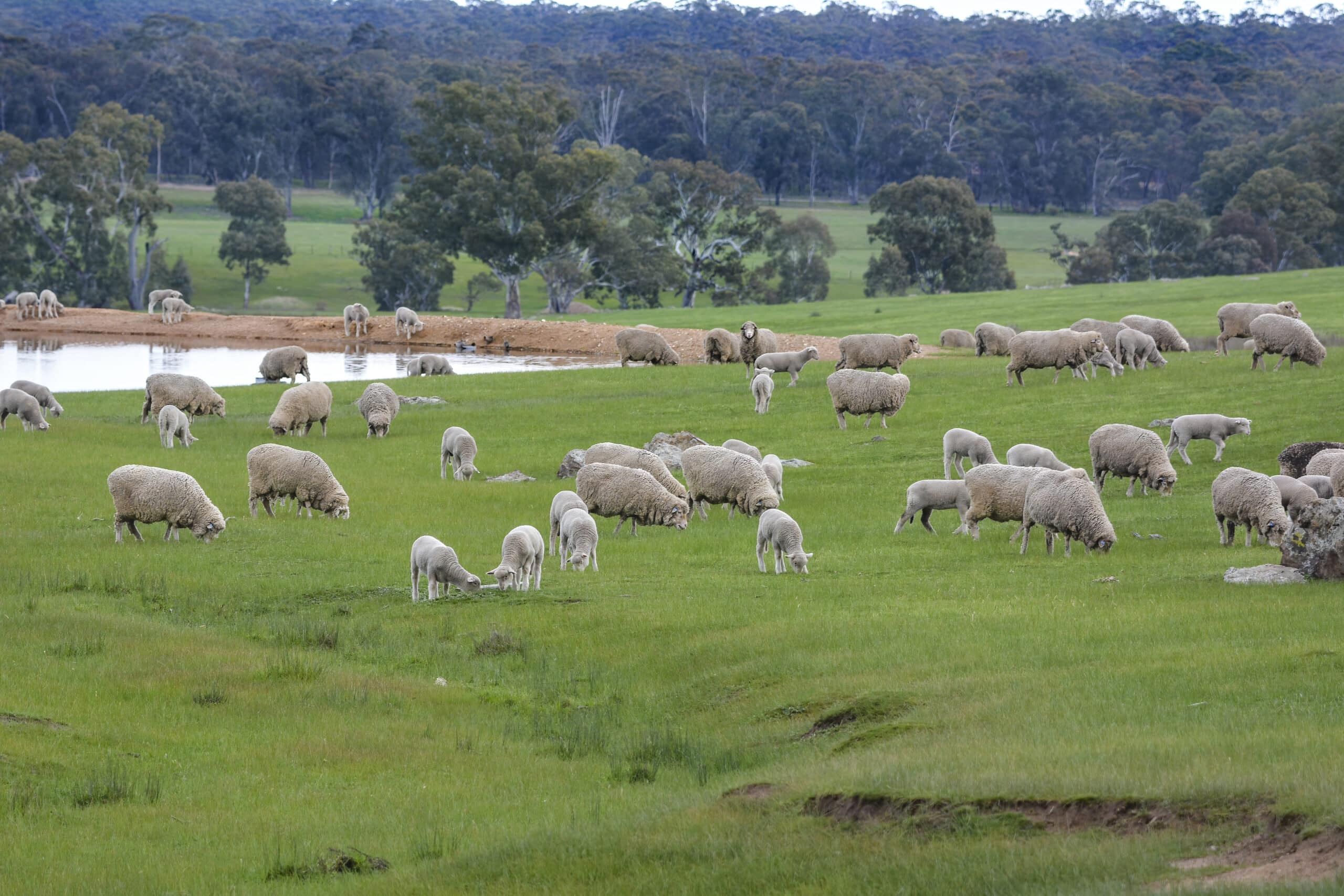 National Landcare Network Logo